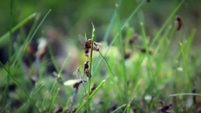 Fabulous Queen Ants Meeting On Ground Grass