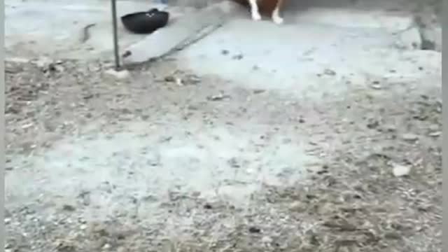 Chicken VS Dog part 3