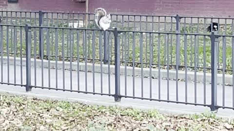 Squirrel on the fence￼