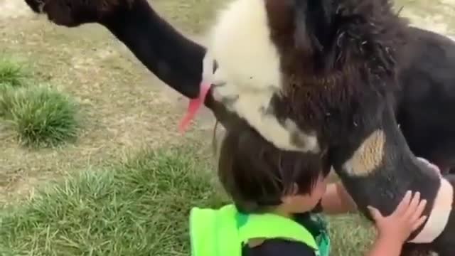 Baby loving animal