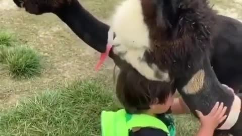 Baby loving animal