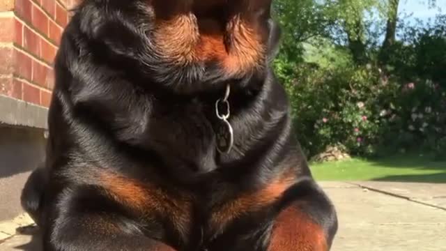 Big rottwiller eating and cute expression ❤️