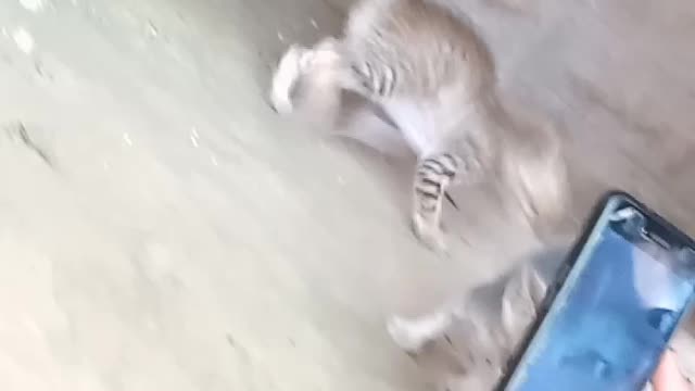 Cat Child Fight