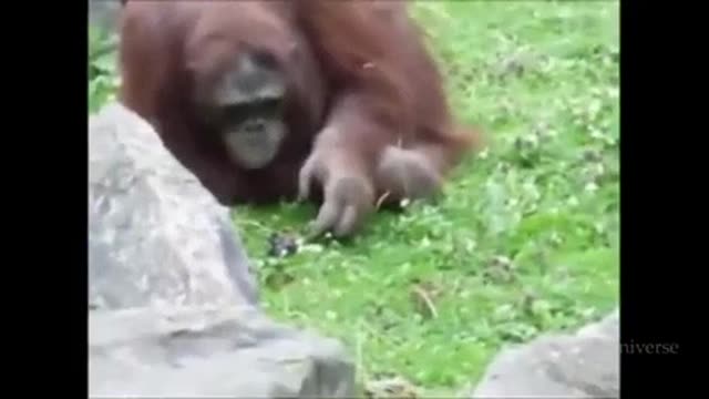 orang utan save a life