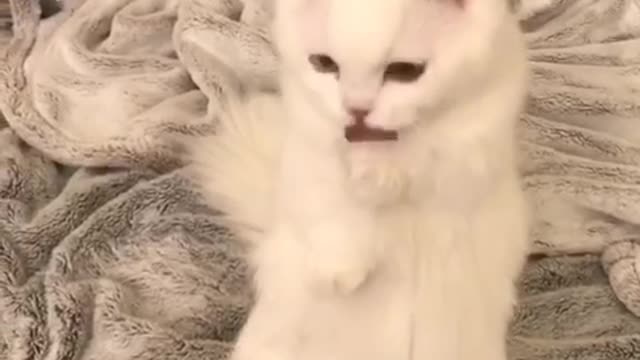 White cat sitting up licks paws