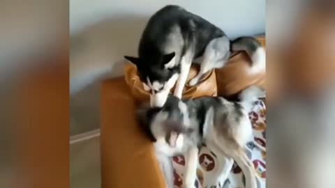 Dogs Loving Fight