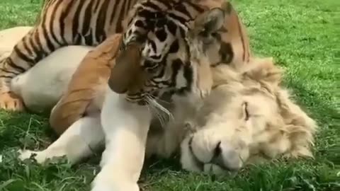 LOVELY LIONS