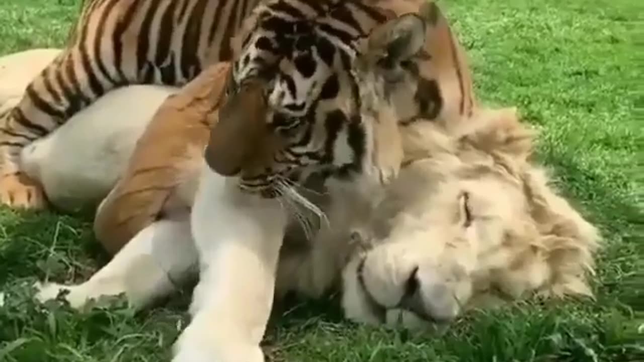 LOVELY LIONS