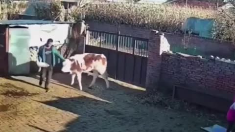 Funny cow🤣🤣🤣🤣🤣🤣