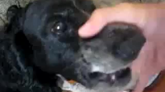 The dog makes funny sounds