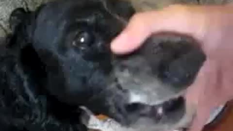 The dog makes funny sounds