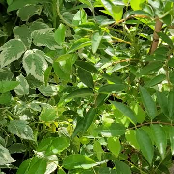 white wisteria plant
