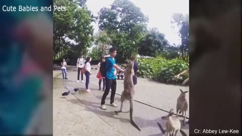 Funny Animals Scaring and Chasing People