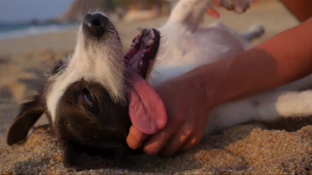 FIGHTING WITH DOGS FUNNY VIDEO