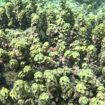 Snorkeling Adventure, What a Beautiful Coral