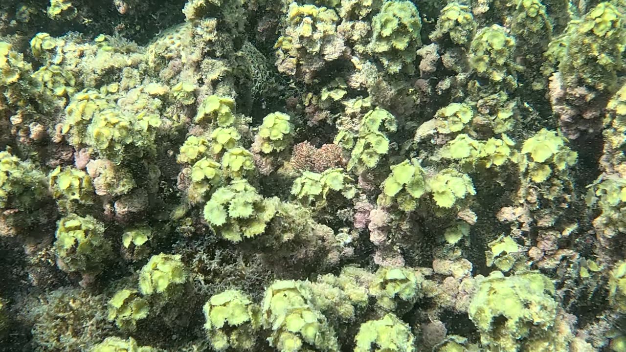 Snorkeling Adventure, What a Beautiful Coral