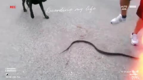 🐶🐕 vs snake 🐍 fight scene 🤣🤣 of 2022