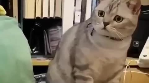 Sad cat with jealous