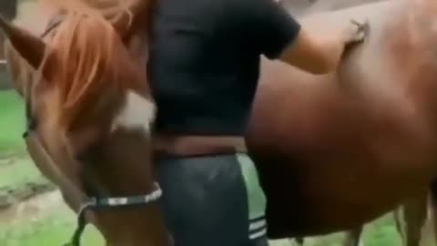 funny with a horse and girl