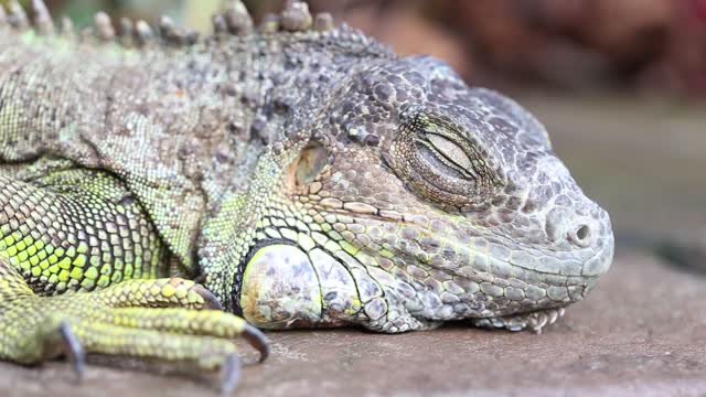 Iguana prevailing different moods