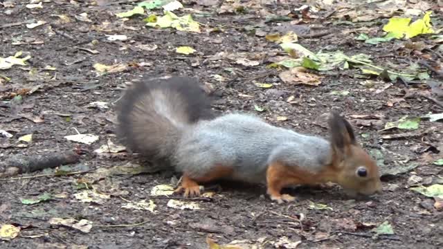 cute little squrrel playing