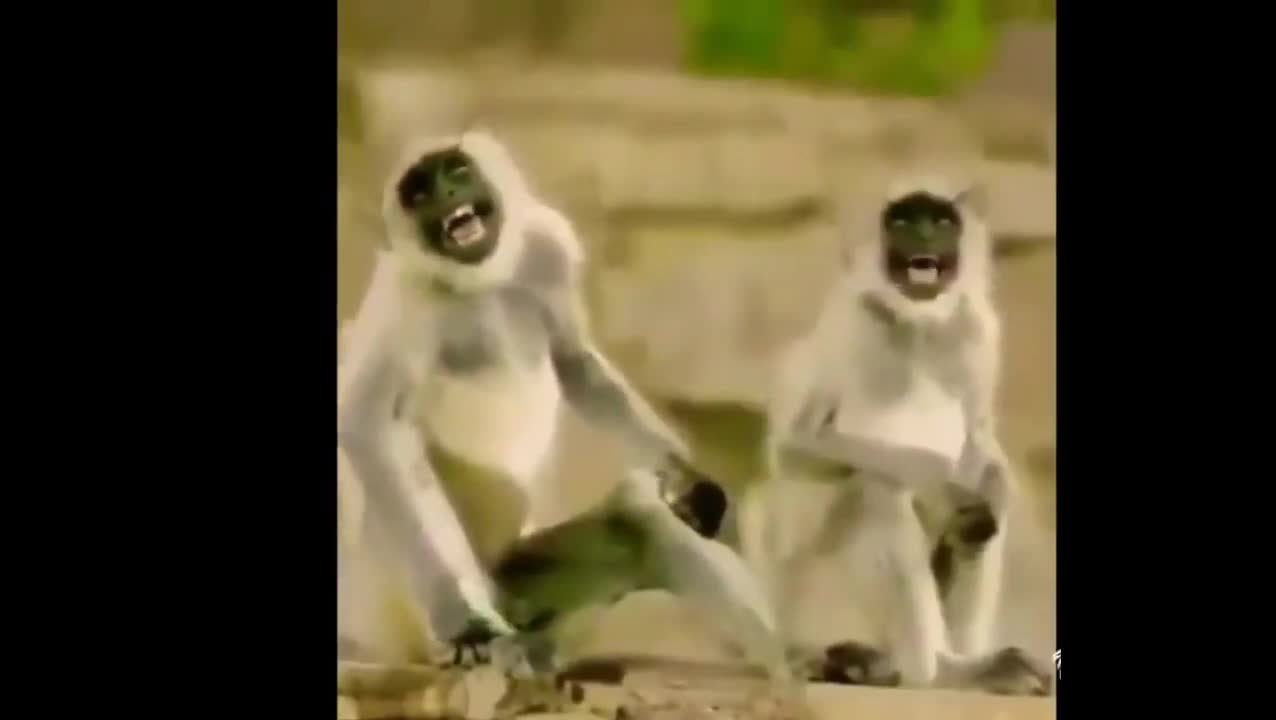 Funny Monkey Loughing