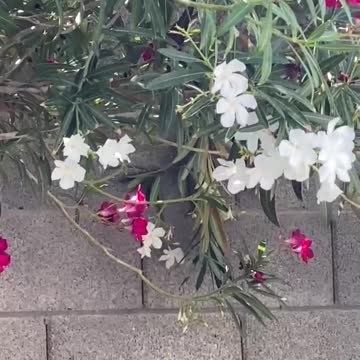 The smallest bird visited my house