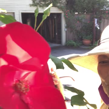 1st early Bloom on the Thriving Altissima Rose in perfect microclimate!