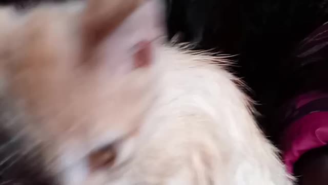 Funny little cat😍
