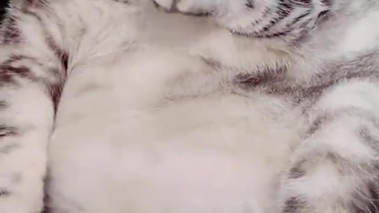 Cute cat