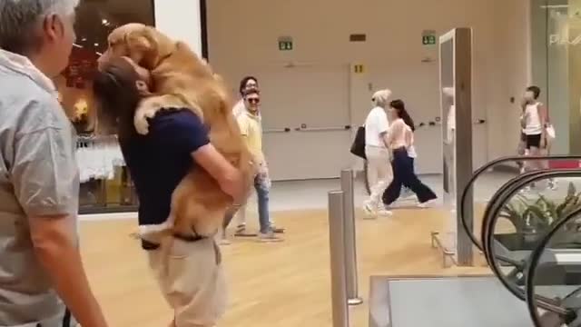 The dog scared of escalators.