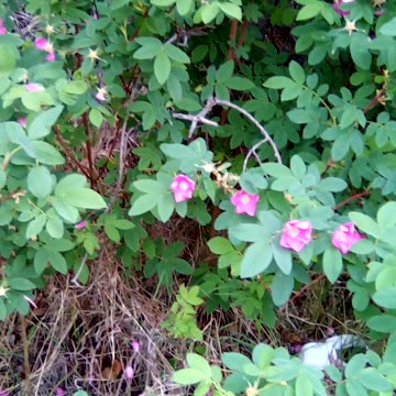 Rosa Acicularis, the wild rose of alaska