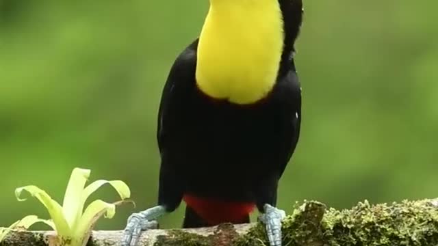 Cute Bird# Toucan Bird#