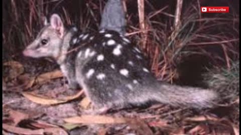 Want sex so badly_ the difficulties faced by male northern quolls