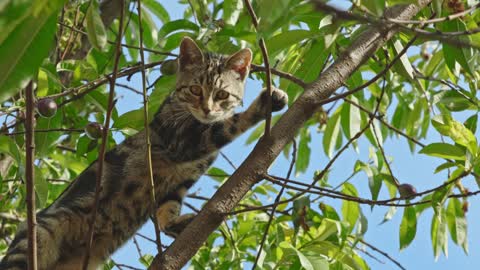 Cat climbing tree