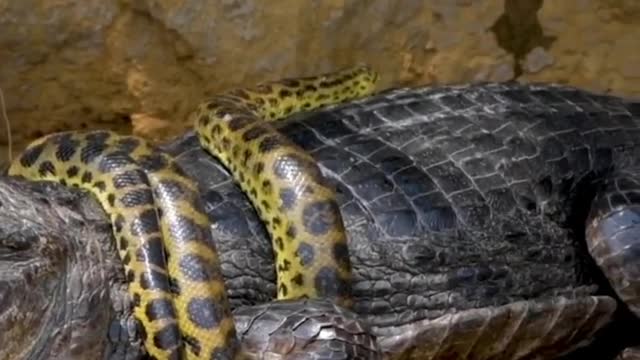 Snake trying to swallow crocodile