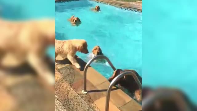 Golden Retriever: I always cheer for my good friend, but why do you keep in front of him?