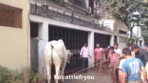 Animal attack on Human funny vedio