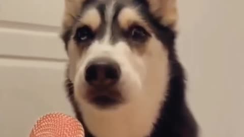 Funny dogs Reaction