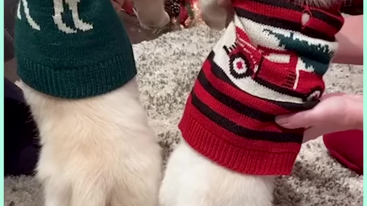 Lad and his puppy have adorable relationship