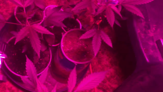 gorilla glue marijuana grow 3-3-2022