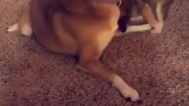 Two shibas dog one puppy fighting with each other on brown carpet