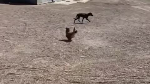 See what happened when this chicken got angry