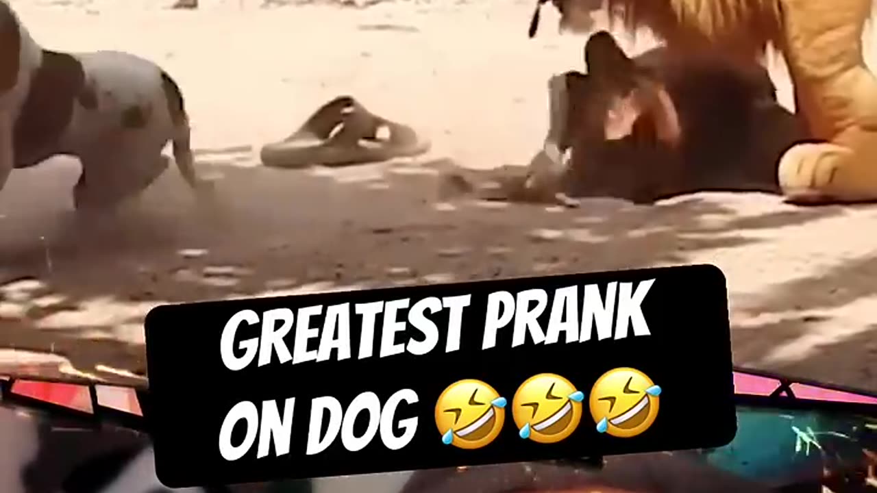 Funniest prank on sleeping dog 😂 Fake lion scared dog prank #dailymemes #funnymemes #hahaha