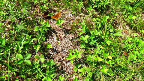 Fritillary Butterfly