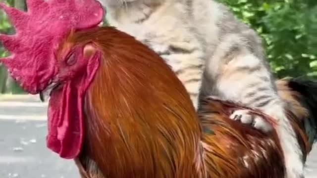 a cat and chicken