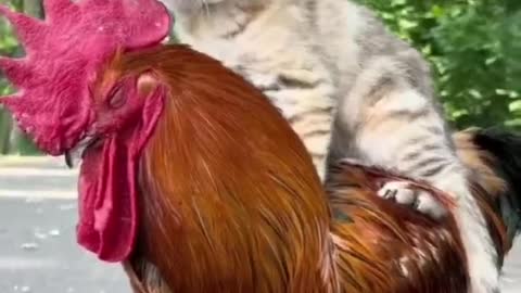 a cat and chicken