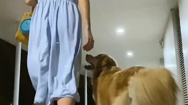 Our beautiful Pet Dog Video