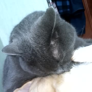 Cat protects dog from my hand