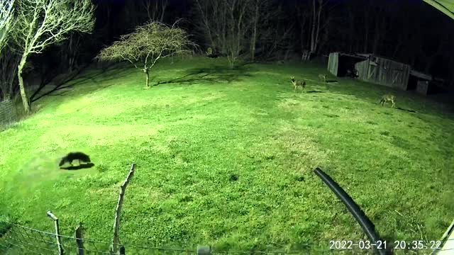Deer keeping an eye on gray fox